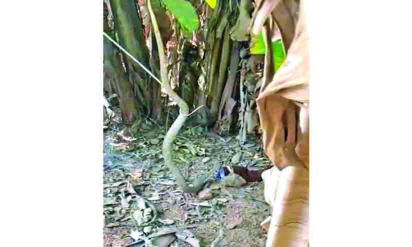 പാമ്പുകളെ പിടിക്കാൻ പൈപ്പ് സ്ഥാപിച്ച ഉറകൾ