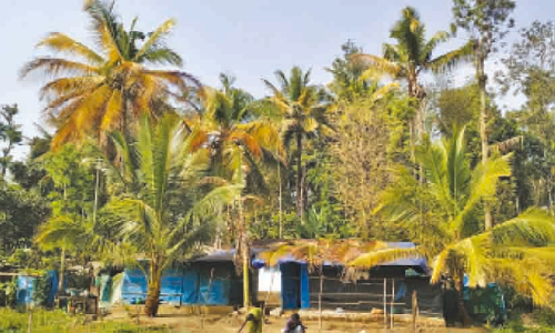 തെങ്ങുകള്‍ക്ക് മഞ്ഞളിപ്പ്; ആശങ്കയിൽ കര്‍ഷകര്‍