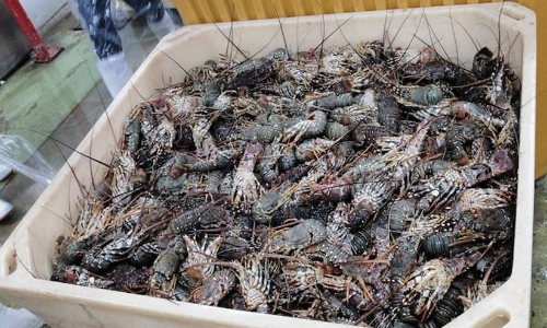 സമുദ്ര മത്സ്യബന്ധന നിയമ ലംഘനം: കഴിഞ്ഞ വർഷം രജിസ്റ്റർ ചെയ്തത്​ 4,352 കേസുകൾ