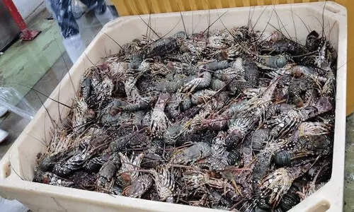 സമുദ്ര മത്സ്യബന്ധന നിയമ ലംഘനം: കഴിഞ്ഞ വർഷം രജിസ്റ്റർ ചെയ്തത്​ 4,352 കേസുകൾ