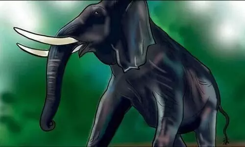 കാട്ടാന ആക്രമണം: ഒരുവർഷത്തിനിടെ കൊല്ലപ്പെട്ടത് ഏഴുപേർ