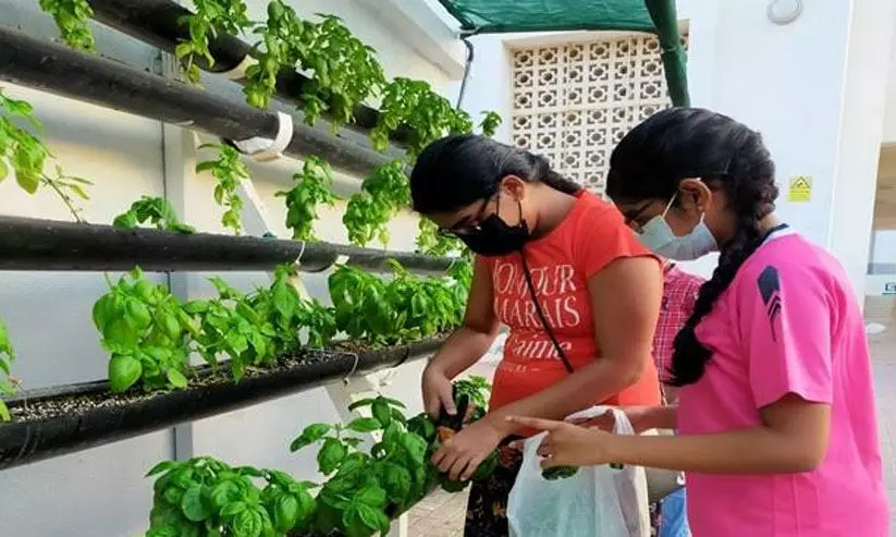 മസ്‌കത്ത്​ ഇന്ത്യൻ സ്‌കൂളിൽ  ഹൈ​ഡ്രോപോണിക്​ കൃഷി വിളവെടുപ്പ്