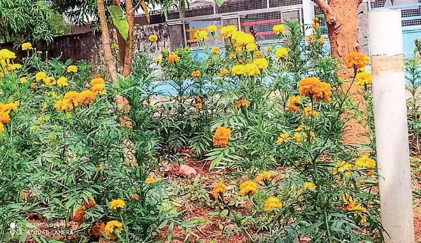 Student Biodiversity Garden Student Biodiversity Garden