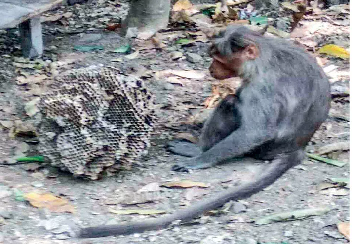 monkey assisted Fear of wasp nest is gone