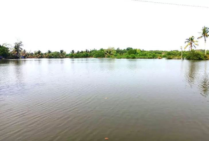 No paddy cultivation in Aroor