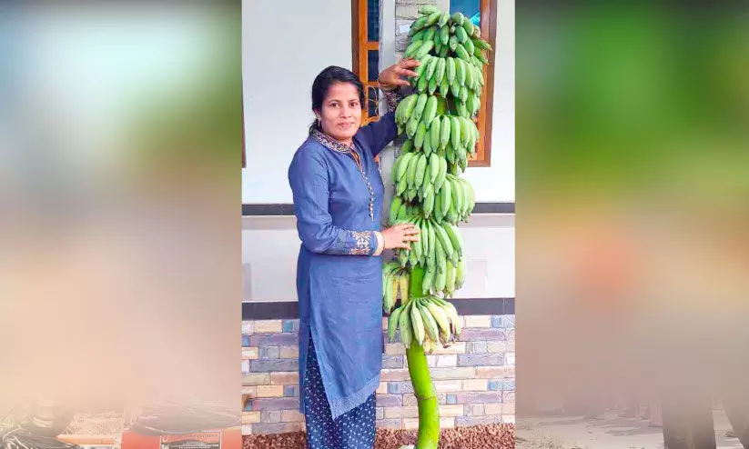 ഇവിടെയുണ്ട് രണ്ടുമീറ്റർ നീളമുള്ള വാഴക്കുല; തൂക്കം 60 കി.ഗ്രാം ഇവിടെയുണ്ട് രണ്ടുമീറ്റർ നീളമുള്ള വാഴക്കുല; തൂക്കം 60 കി.ഗ്രാം