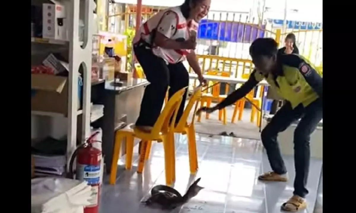 റസ്റ്റാറന്റിൽ ഉടുമ്പിനെ കണ്ട് കസേരയിൽ കയറി നിലവിളിച്ച് സ്ത്രീ; പിന്നീട് സംഭവിച്ചത് - വൈറൽ വീഡിയോ കാണാം റസ്റ്റാറന്റിൽ ഉടുമ്പിനെ കണ്ട് കസേരയിൽ കയറി നിലവിളിച്ച് സ്ത്രീ; പിന്നീട് സംഭവിച്ചത് - വൈറൽ വീഡിയോ കാണാം