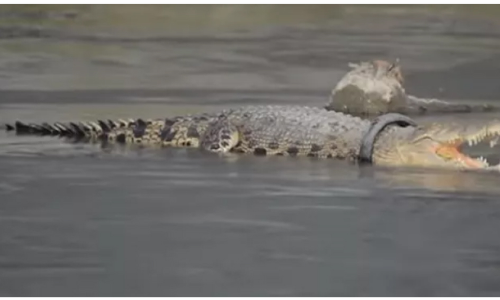 കഴുത്തിൽ ടയറുമായി മുതല ജീവിച്ചത് ആറ് വർഷം; ഒടുവിൽ മോചനം -VIDEO