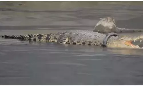 കഴുത്തിൽ ടയറുമായി മുതല ജീവിച്ചത് ആറ് വർഷം; ഒടുവിൽ മോചനം -VIDEO