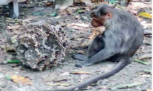 monkey assisted Fear of wasp nest is gone