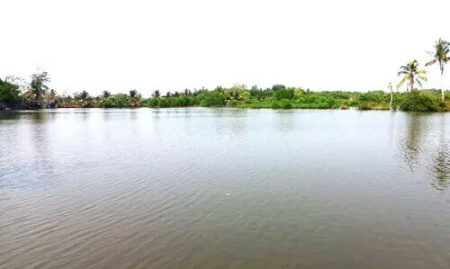 No paddy cultivation in Aroor No paddy cultivation in Aroor