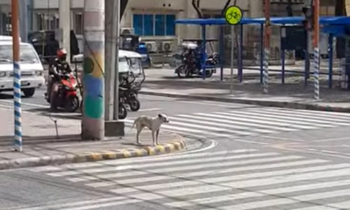 ക്ഷമയോടെ റോഡ് മുറിച്ച് കടന്നു: കാഴ്ച്ചക്കാരുടെ മനം കവർന്ന് നായ