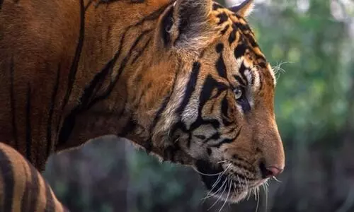 പാൽചുരത്ത് വീണ്ടും കടുവയുടെ കാൽപാടുകൾ