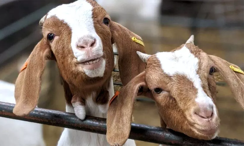 Tribals, mampad grama panchayat