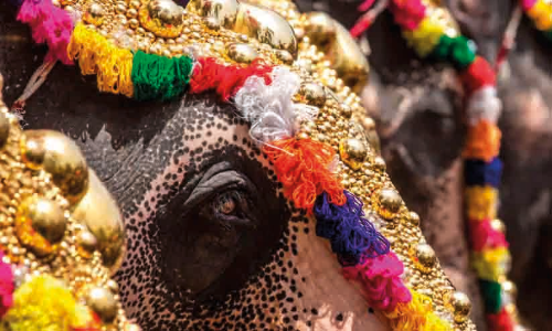 ജില്ലയിൽ ഉത്സവ എഴുന്നള്ളിപ്പുകൾക്ക്​ മൂന്ന് ആനകളാവാം