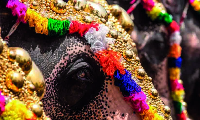 ജില്ലയിൽ ഉത്സവ എഴുന്നള്ളിപ്പുകൾക്ക്​ മൂന്ന് ആനകളാവാം