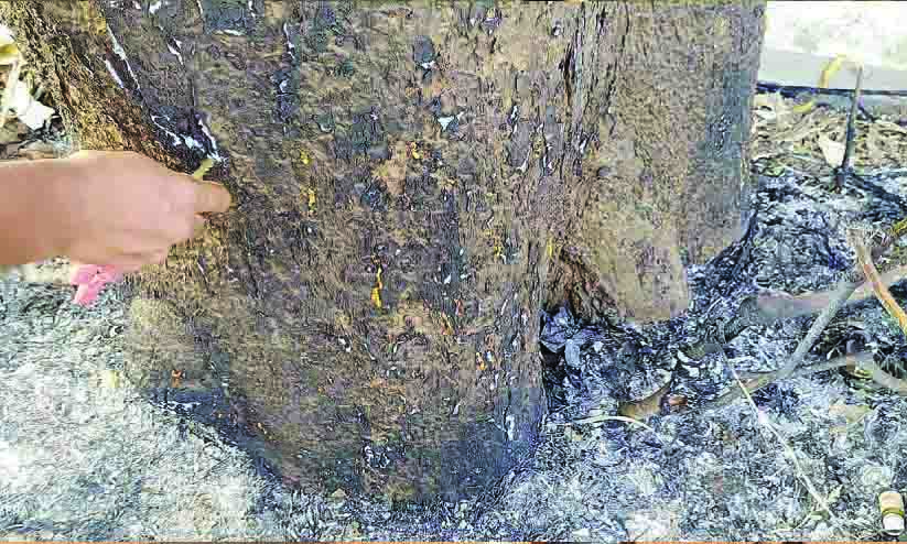 ആ​ളൂ​രി​ലെ മു​ത്ത​ശ്ശി​മാ​വു​ക​ൾ ഉ​ണ​ക്കി ന​ശി​പ്പി​ക്കാ​ൻ വീ​ണ്ടും ശ്ര​മം