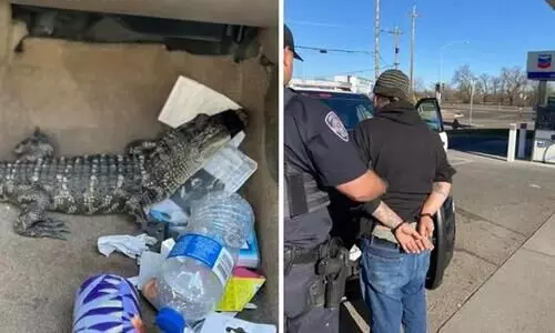 Man found driving around with live alligator in his car; gets arrested