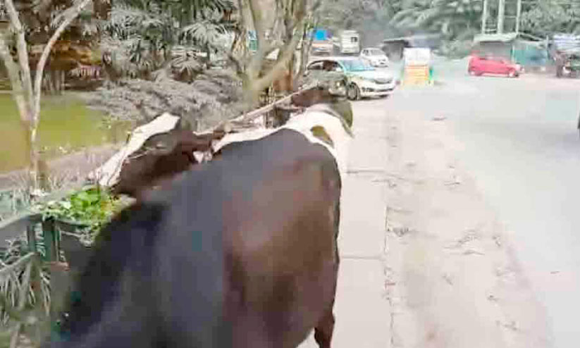 ടൗണിലെ പൂച്ചെടികൾ നശിപ്പിച്ച കന്നുകാലികളുടെ ഉടമസ്ഥന് പിഴ ചുമത്തി ടൗണിലെ പൂച്ചെടികൾ നശിപ്പിച്ച കന്നുകാലികളുടെ ഉടമസ്ഥന് പിഴ ചുമത്തി