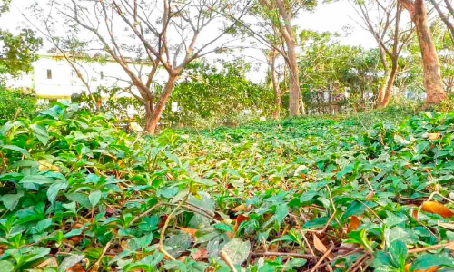 തറക്കല്ലിടലിൽ ഒതുക്കി ഇരിട്ടി മിനി സിവിൽ സ്റ്റേഷൻ