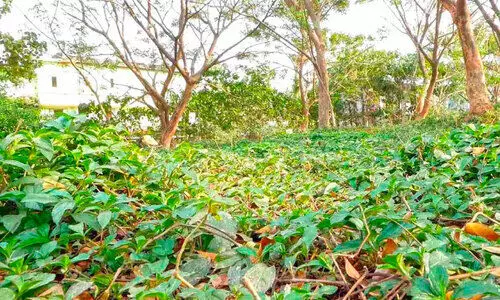 തറക്കല്ലിടലിൽ ഒതുക്കി ഇരിട്ടി മിനി സിവിൽ സ്റ്റേഷൻ