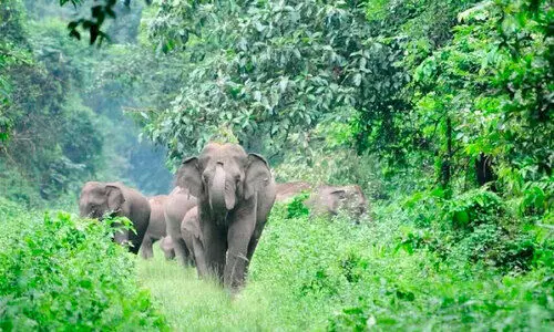 കാട്ടിലെ എണ്ണത്തിൽ  ആനക്കാര്യം