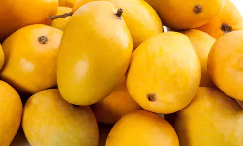 അല്‍ഫോണ്‍സോ മാങ്ങ ലേലത്തില്‍ വിറ്റത് 31,000 രൂപക്ക് ; 50 വര്‍ഷത്തിനിടയിലെ ഏറ്റവും ഉയര്‍ന്ന വിലയെന്ന്