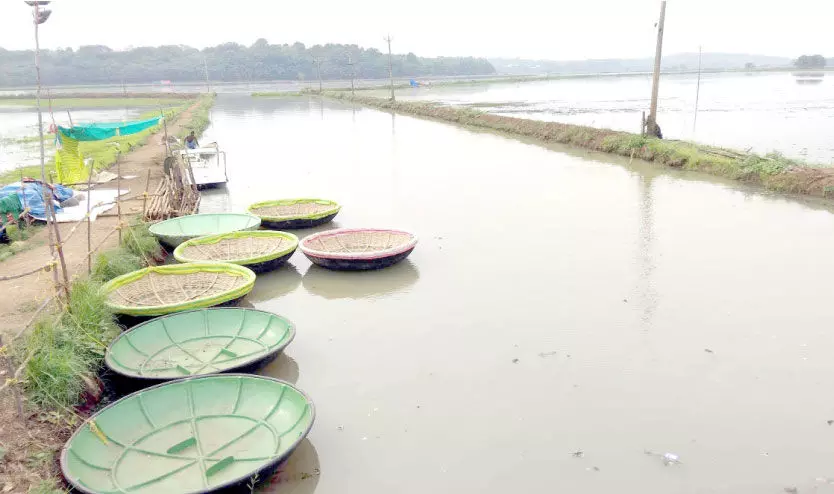 വിനോദ സഞ്ചാര കേന്ദ്രമായി വളരാൻ ഒരുങ്ങി കരിങ്ങാലിപ്പാടം