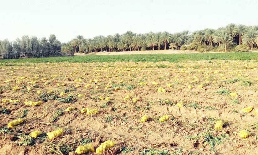 സൗദി കർഷകർ ഉരുളക്കിഴങ്ങ് കയറ്റുമതിക്ക് തയാറെടുക്കുന്നു