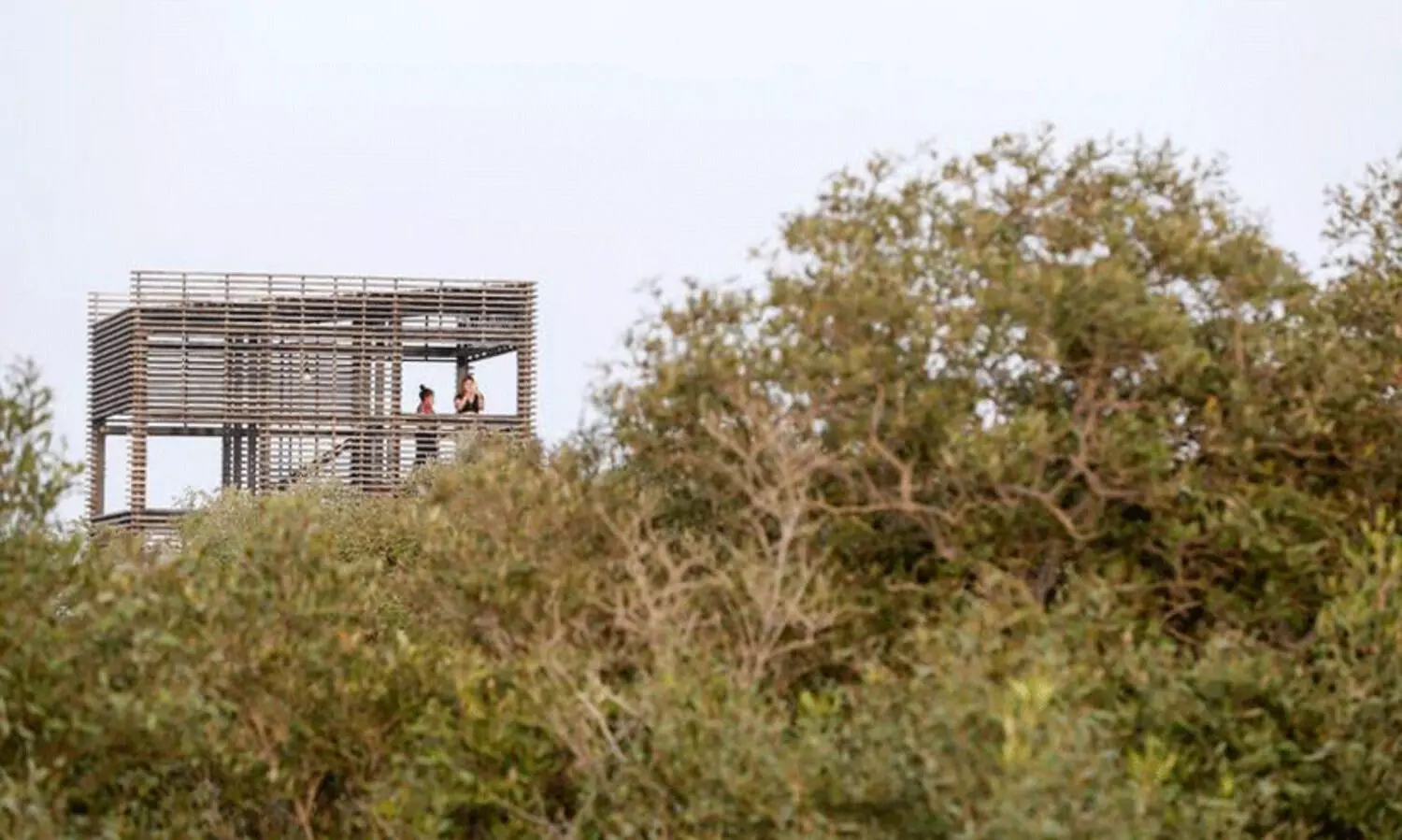 ജുബൈൽ ദ്വീപിൽ മൂന്നര ലക്ഷം കണ്ടൽവൃക്ഷത്തൈകൾ നട്ടു