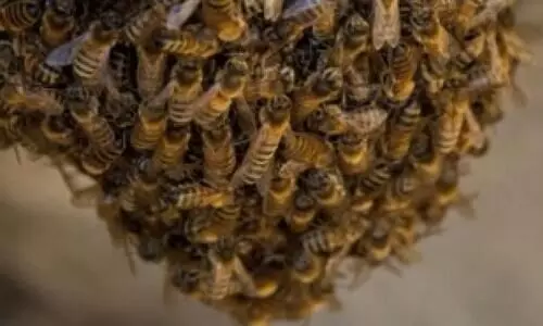 തേനീച്ചക്കുത്തേറ്റ് കുടുംബത്തിലെ അഞ്ചു പേർ ആശുപത്രിയിൽ