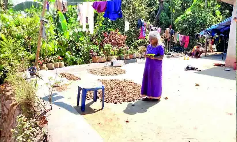 വന്യമൃഗങ്ങൾ വിഹരിക്കുന്ന മലമുകളിൽ ആദിവാസി അമ്മമാരുടെ കൃഷിഗാഥ വന്യമൃഗങ്ങൾ വിഹരിക്കുന്ന മലമുകളിൽ ആദിവാസി അമ്മമാരുടെ കൃഷിഗാഥ