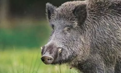 Wild boar