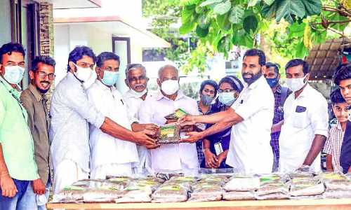 Pokkali rice grown by students to the market