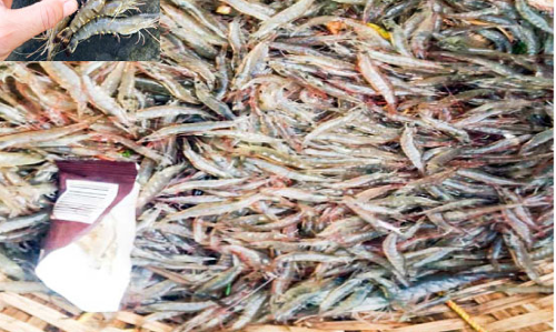 In shrimp bundles Virus infection