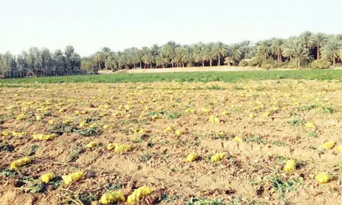 സൗദി കർഷകർ ഉരുളക്കിഴങ്ങ് കയറ്റുമതിക്ക് തയാറെടുക്കുന്നു