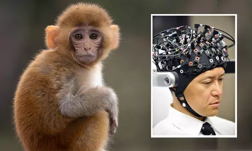 തലച്ചോറിൽ പരീക്ഷണം നടത്താൻ കുരങ്ങൻമാരെ ദുരിതമനുഭവിപ്പിക്കുന്നു; ഇലോൺ മസ്കിന്റെ ന്യൂറാലിങ്കിനെതിരെ ഗുരുതര ആരോപണം