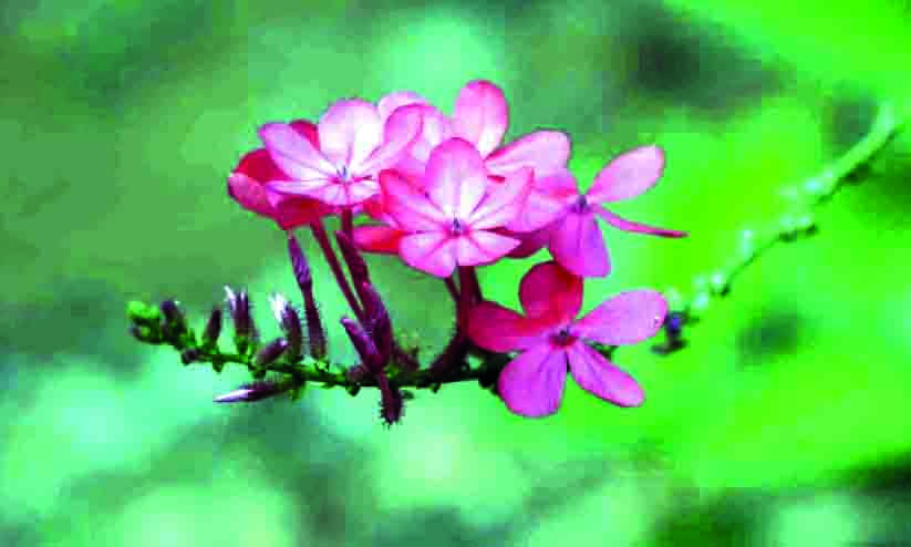 മലയോരത്ത് വർണരാജി തീർത്ത് ചെത്തിക്കൊടുവേലി മലയോരത്ത് വർണരാജി തീർത്ത് ചെത്തിക്കൊടുവേലി