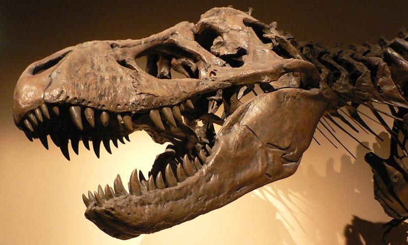 Fossil Fossil