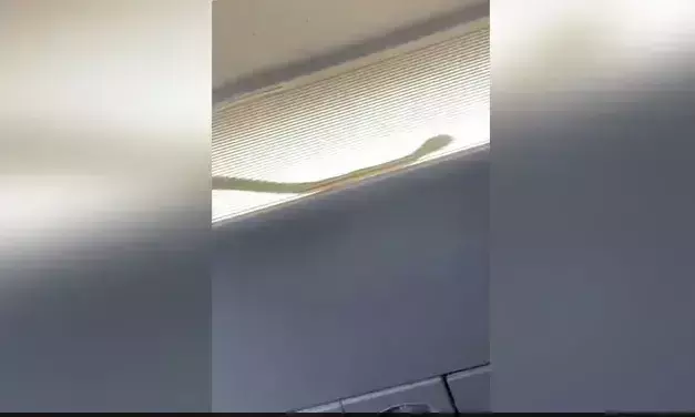വിമാനത്തിനകത്ത് പാമ്പ്, എയർഏഷ്യ വിമാനം വഴിതിരിച്ചുവിട്ടു; വീഡിയോ കാണാം വിമാനത്തിനകത്ത് പാമ്പ്, എയർഏഷ്യ വിമാനം വഴിതിരിച്ചുവിട്ടു; വീഡിയോ കാണാം