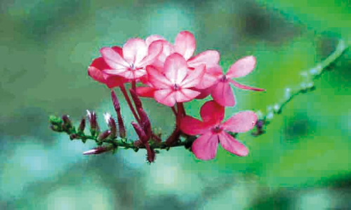 മലയോരത്ത്​ വർണരാജി തീർത്ത്​ ചെത്തിക്കൊടുവേലി