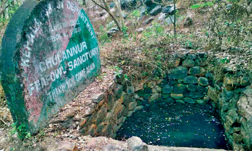 മ​യി​ലു​ക​ളുടെ ദാ​ഹ​മ​ക​റ്റാ​ൻ വ​നം​വ​കു​പ്പി​ന്‍റെ ത​ണ്ണീ​ർ​ത്ത​ടം