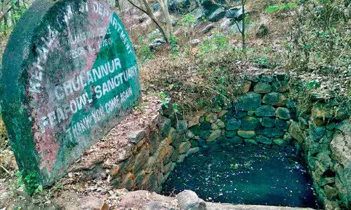 മ​യി​ലു​ക​ളുടെ ദാ​ഹ​മ​ക​റ്റാ​ൻ വ​നം​വ​കു​പ്പി​ന്‍റെ ത​ണ്ണീ​ർ​ത്ത​ടം