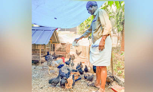 നാടു നീങ്ങിയിട്ടില്ല; നാടൻ കോഴികൾ