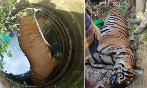 നെല്ലിയാമ്പതിയിൽ കിണറ്റിൽ കടുവയുടെ ജഡം കണ്ടെത്തി