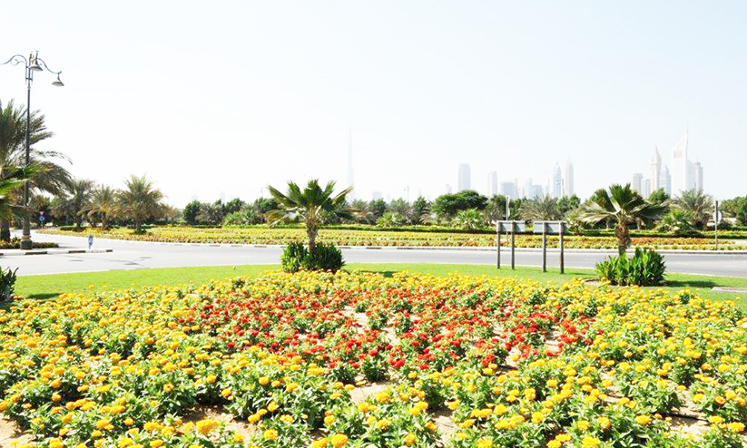 ദുബൈ നഗരത്തെ പച്ചപുതപ്പിച്ച് മുനിസിപ്പാലിറ്റി ദുബൈ നഗരത്തെ പച്ചപുതപ്പിച്ച് മുനിസിപ്പാലിറ്റി