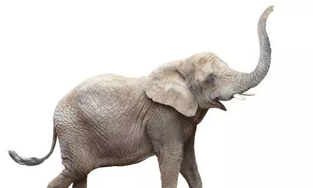 എഴുന്നള്ളിപ്പിന്​ അനുമതി നാമമാത്രം; വയറുനിറയാതെ ആനകൾ