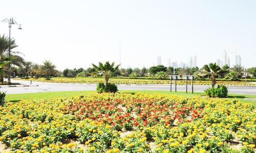 ദുബൈ നഗരത്തെ പച്ചപുതപ്പിച്ച്​ മുനിസിപ്പാലിറ്റി