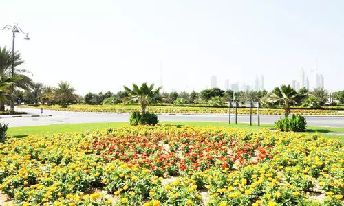 ദുബൈ നഗരത്തെ പച്ചപുതപ്പിച്ച്​ മുനിസിപ്പാലിറ്റി