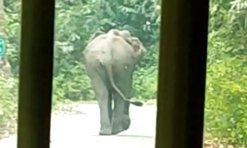 പൊന്മുടിയിൽ കാട്ടാനയിറങ്ങി